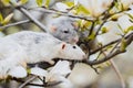 Two fancy rats in magnolia blossom, Chinese New year 2020