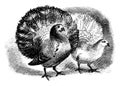 Two Fantail Pigeons, vintage illustration