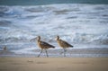 Two Far Eastern Curlews (Numenius madagascariensis) perched on the sandy beach Royalty Free Stock Photo