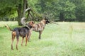 Two large dogs in a meadow, looking alert