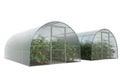 Two farm greenhouses with green bushes and ripe red tomato fruits Royalty Free Stock Photo