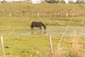 Water drinking horses in pond Royalty Free Stock Photo