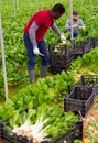 Two farm workers harvesting green chard Royalty Free Stock Photo