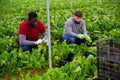 Two farm workers harvesting green chard Royalty Free Stock Photo