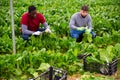 Two farm workers harvesting green chard Royalty Free Stock Photo