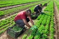 Two farm workers harvesting arugula crop on field