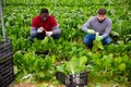 Two farm workers harvesting green chard Royalty Free Stock Photo