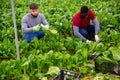 Two farm workers harvesting green chard Royalty Free Stock Photo