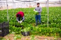 Two farm workers harvesting green chard Royalty Free Stock Photo