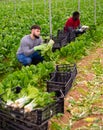 Two farm workers harvesting green chard Royalty Free Stock Photo