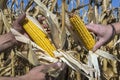 Two Farmers Holding Corn Cob In Hand In Corn Field Royalty Free Stock Photo