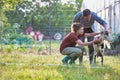 Two farmers, husband and wife tending to their goat on their farm