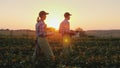 Two farmers man and woman are walking along the field, carrying boxes with fresh vegetables. Organic farming and family Royalty Free Stock Photo