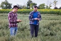 Farmers supervising crop quality in oat field Royalty Free Stock Photo