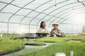 Two farmers walking through a greenhouse. African american farmer carrying a tray of plants. Two colleagues planning