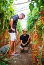 Two farmers workers harvesting grown cherry tomatoes in greenhouse Royalty Free Stock Photo