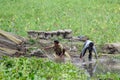 Two farmers are working in the Field