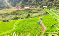 Two farmers working on paddy fields in the hills in the morning. Royalty Free Stock Photo