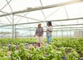 Two farming colleagues walking in a garden. Happy farmers talking, planning in a greenhouse. Two african american