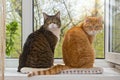 Two fat cats sit on the window Royalty Free Stock Photo