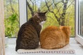 Two fat cats sit on the window Royalty Free Stock Photo