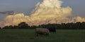 Two fat cows with colorful thunderheads Royalty Free Stock Photo