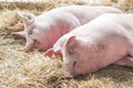 Two fat pink pigs sleep on hay and straw at pig breeding farm Royalty Free Stock Photo