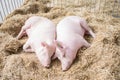 Two fat pink pigs sleep on hay and straw at pig breeding farm