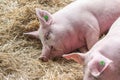 Two fat pink pigs sleep on hay and straw at pig breeding farm Royalty Free Stock Photo