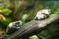 Two fat poisonous toads on a moss-covered tree trunk. Popeyed toads lurking among the greenery.