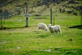 Two fat sheep standing on the green grass. One was looking and the other was eating grass on a rural farm outside Wanaka Royalty Free Stock Photo