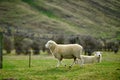 Two fat sheep were walking on the green grass, one looking sideways full body. At a rural farm outside Wanaka, New Zealand Royalty Free Stock Photo