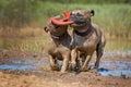 Two fawn French Bulldog dogs playing fetch with a toy together in the mud, all covered in dirt Royalty Free Stock Photo