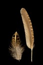 Two feathers of European quail, coturnix coturnix