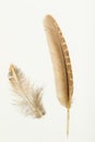 Two feathers of European quail, coturnix coturnix