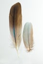 Two feathers of European roller Caracius garrulus Royalty Free Stock Photo