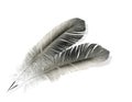 Two feathers isolated Royalty Free Stock Photo