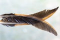 Two feathers isolated on blurred background Royalty Free Stock Photo