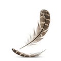 Two feathers with a mix of light and dark brown patterns resting on a white Royalty Free Stock Photo
