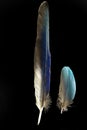 Two feathers of Purple roller Coracias noevlus Royalty Free Stock Photo