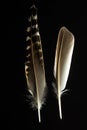 Two feathers of Ruff bird, Philomachus pugnax