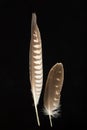 Two feathers of Saker Falcon, Falco cherrug Royalty Free Stock Photo