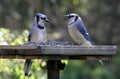 Two Feeding Blue Jays