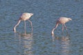 Two feeding flamingos