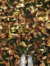 Two feet in grey shoes stepping on the green grass with fallen autumn leaves