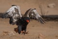 Two feet landing with spread wings Royalty Free Stock Photo