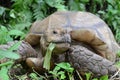 Two feet long brown tortoise Testudinidae eating leafy plant on a grassy ground.