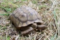 Two feet long brown tortoise Testudinidae head and neck retracted into its shell.