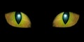 Two feline eyes Royalty Free Stock Photo