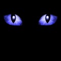 Two feline eyes Royalty Free Stock Photo